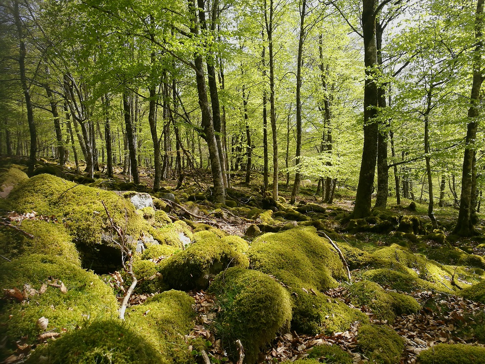Sierra de Urbasa Andía
